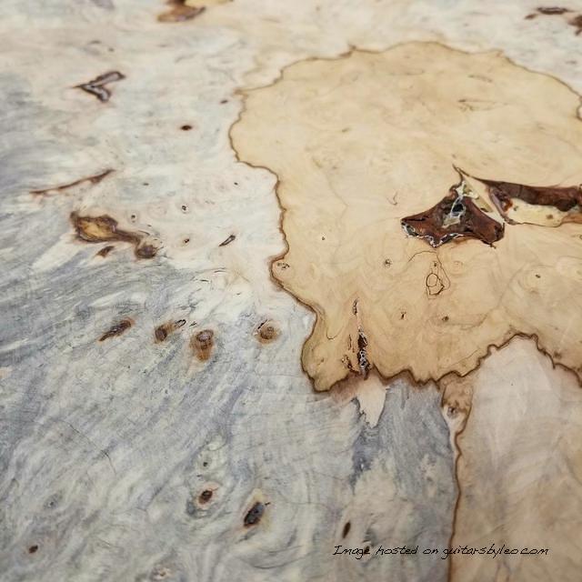 Buckeye Burl 