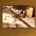 Photo by Leo Fender of a man in a park feeding birds